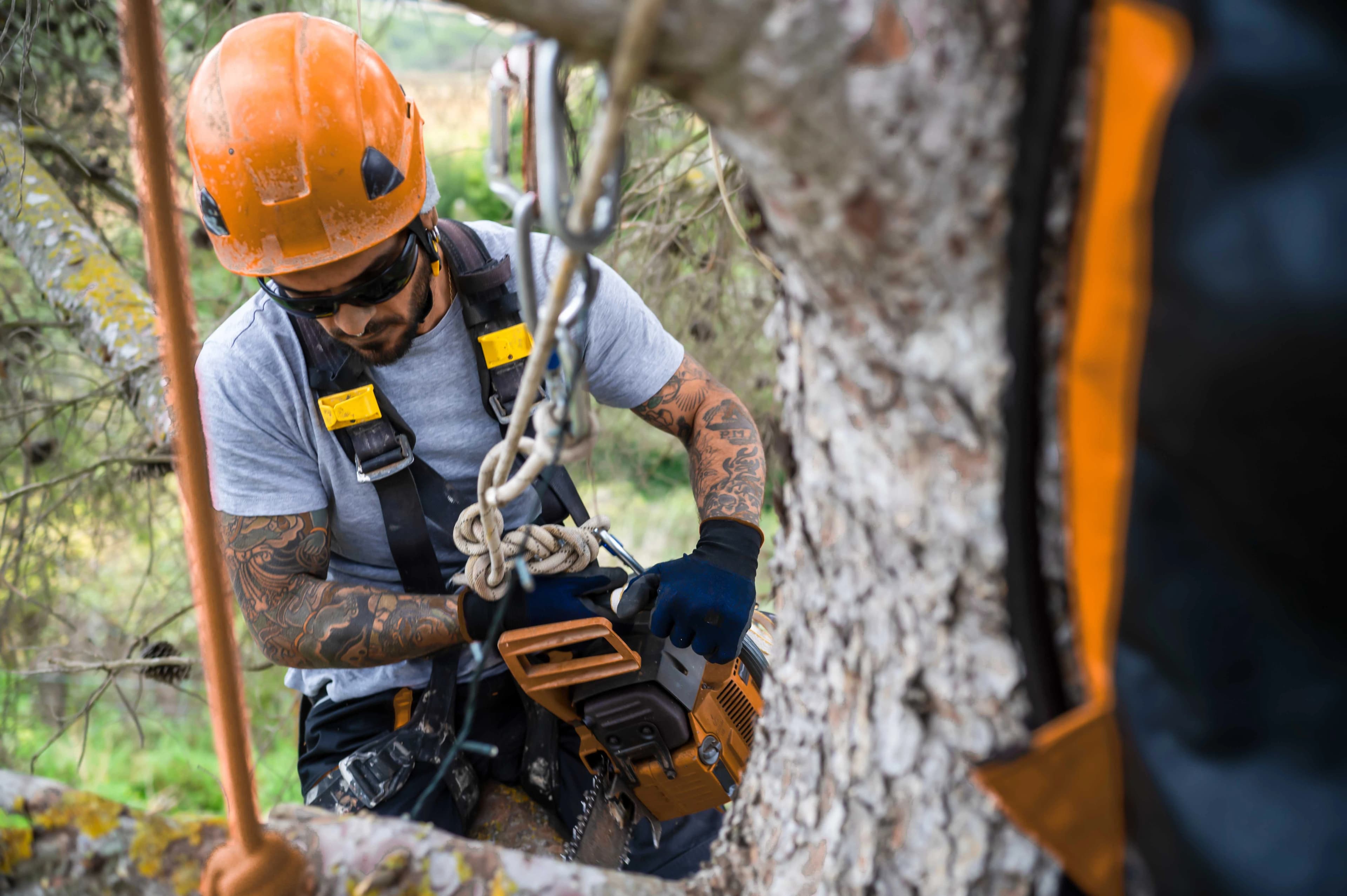 Canopy work: Technical cutting with a protected work zone